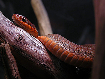 Animals, Wood, Tree, Branches, Color, Snake HD wallpaper