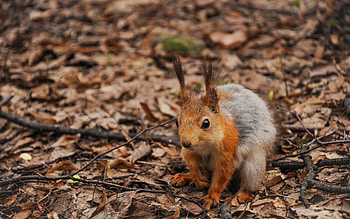 Animals, Squirrel, Autumn, Leaves, Forest HD wallpaper