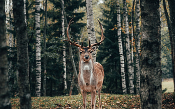 Elegant deer, Nature's beauty, Graceful creature, Wildlife wonder HD wallpaper