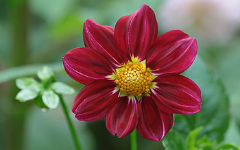 Flowers, Flower, Petals, Buds, Dahlia HD wallpaper