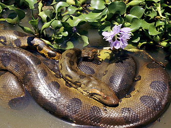 Anaconda, Mating two anacondas HD wallpaper