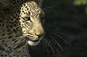 Animals, Leopard, Muzzle, Predator, Wild Cat, Wildcat, Mustache, Moustache HD wallpaper