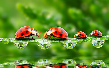 Ladybugs, ladybug, fantasy, gargarita, water drop, green, red, leaf, insect HD wallpaper