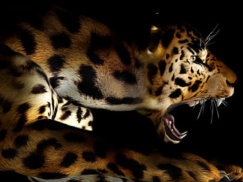 Jaguars HD wallpaper