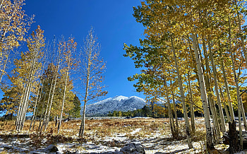 Aspens turning color near Flagstaff, Arizona, landscape, trees, sky, mountains, usa HD wallpaper