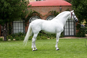 White Andalusian, spanish, andalusian, horses, white HD wallpaper