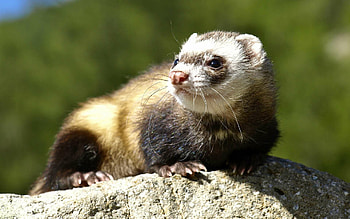 Ferret curiosity, Mischievous behavior, Intriguing gaze, Captivating pet HD wallpaper