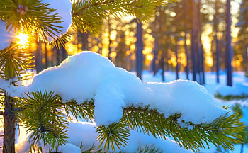 Winter Sunset, winter, snow, trees, nature, sunset HD wallpaper