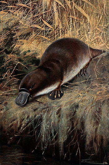 Platypus, Ryan Sellers, Striking visuals, Artistic representation HD phone wallpaper