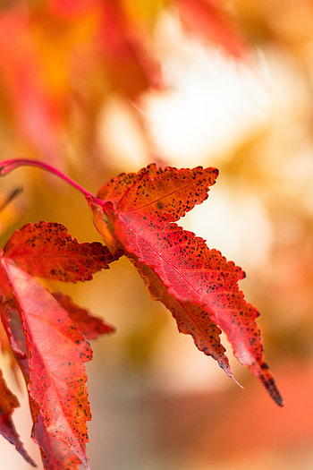 Macro, Stains, Spots, Leaflet HD phone wallpaper