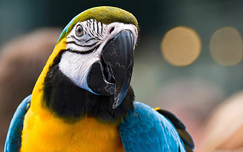 Best macaw parrot , , Exotic bird species, Beautiful colors HD wallpaper