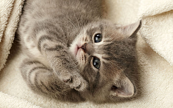 Animals, Cats HD wallpaper