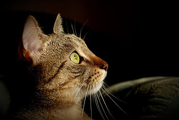 cat eyes, animal, cute, cat, eye HD wallpaper