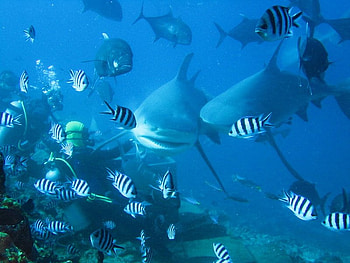 Scubba Men and Shark, fish, shark, ocean, men HD wallpaper