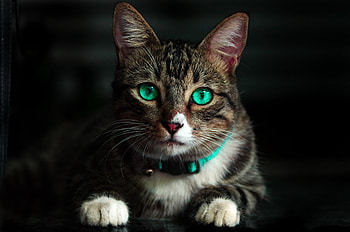 Animals, Cat, Beautiful, Sight, Opinion, Green Eyed, Green-Eyed HD wallpaper