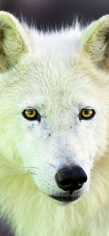 Arctic Wolf, Arctic elegance, Wolf , Captivating beauty HD phone wallpaper