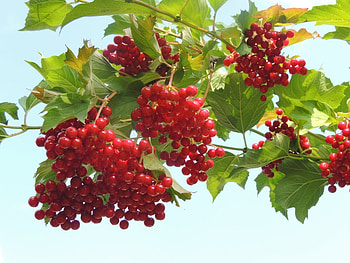 Plants, Leaves, Berries HD wallpaper