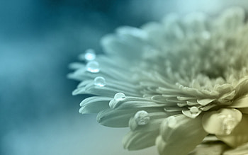 Drops, Flower, Macro, Petals, Faded HD wallpaper