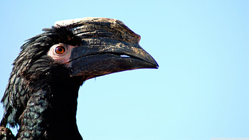 african hornbill, african, bird, ugly, hornbill HD wallpaper