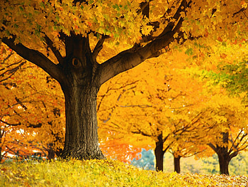 Golden colors of Autumn, golden, trees, autumn, colors HD wallpaper