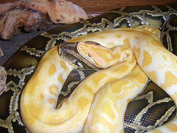 burmese pytons, burmese, snakes HD wallpaper