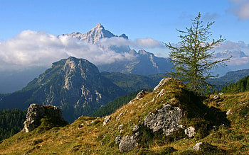 Alps in Italy, spruce, Alps, Italy, mountains, fog HD wallpaper