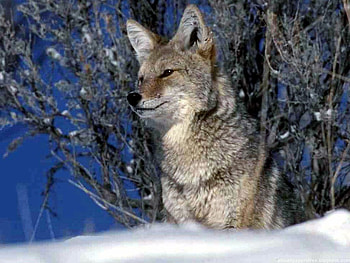 COOL WOLF, animal, beautiful, wild, nice, life, cool, amazing, forest, ice HD wallpaper