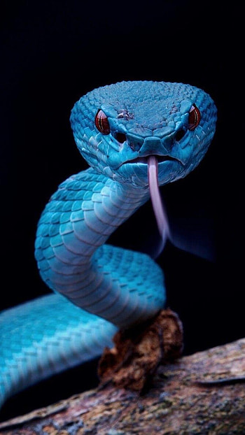 Snake, Viper Blue Snake HD phone wallpaper