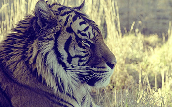 Animals, Shine, Light, Muzzle, Tiger, Profile HD wallpaper