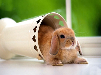 Cute rabbit in bucket, sweet, bucket, rodent, rabbit HD wallpaper