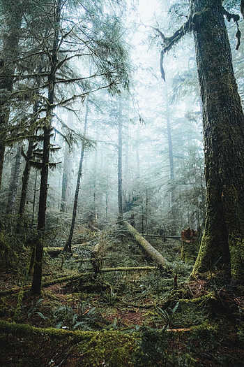 Nature, Trees, Shine, Light, Forest, Fog HD phone wallpaper