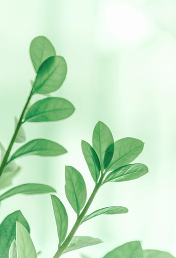Close-up of vibrant green leaves in soft focus, capturing growth and freshness. HD phone wallpaper
