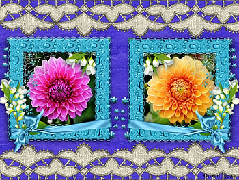 DELIGHTFUL DAHLAS, FLOWERS, FRAMED, TWO, DAHLIAS HD wallpaper