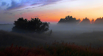 Fog at sunset, trees, fog, nature, sunset HD wallpaper