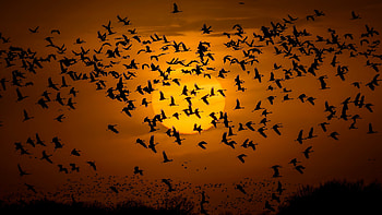 Silhouette, sunset, birds' flight HD wallpaper