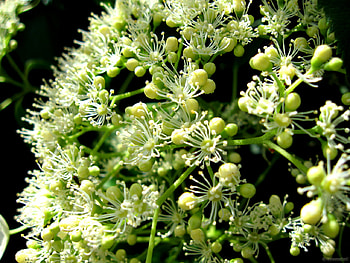 flower, nature, flowers HD wallpaper