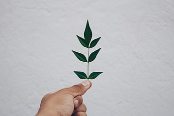 Hand, Minimalism, Sheet, Leaf, Branch HD wallpaper