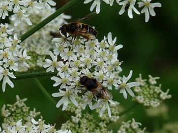 Summer 2009, bees, summer, zomer, insecten, flowers, bloemen, bijen HD wallpaper