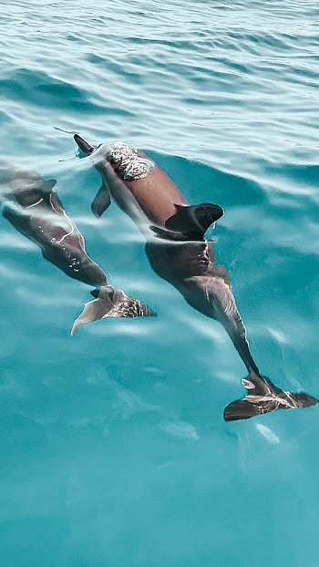 Best dolphin , Top-quality backgrounds, Stunning visuals, Perfect for screens HD phone wallpaper
