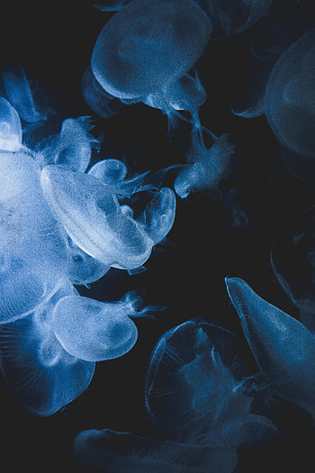 Animals, Jellyfish, Transparent, Creatures, Under Water, Underwater HD phone wallpaper