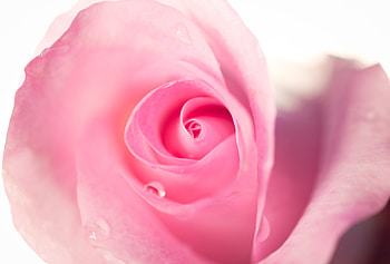Pink rose, rose, pink, skin, flower, trandafir HD wallpaper