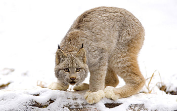 Animals, Snow, Iris, Predator, Sight, Opinion, Caution HD wallpaper