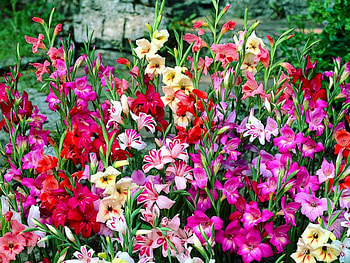 SPRING GLADS, colorful, bouquet, spring, bulb HD wallpaper
