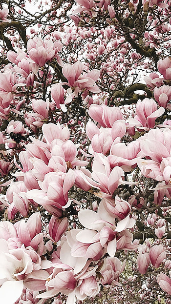 Magnolia tree , Mesmerizing view, High-definition, Background HD phone wallpaper
