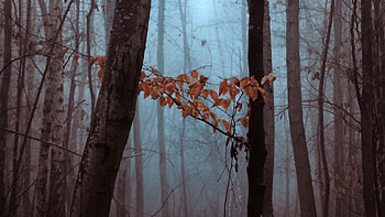 Dry Leaves Trees Forest With Fog Forest HD wallpaper