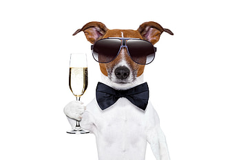 Happy New Year!, dog, animal, white, black, jack russell terrier, sunglasses, glass, funny, bow, new year, caine HD wallpaper