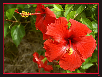 Red hibiscus, flowers, red HD wallpaper