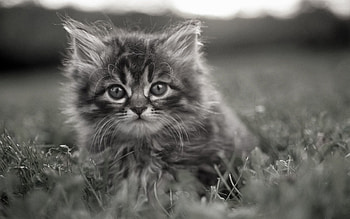 Animals, Grass, Fluffy, Kitty, Kitten, Muzzle, Hide, Bw, Chb, Lurk HD wallpaper