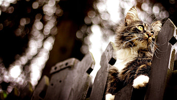 Animals, Glare, Cat, Fence, Climb HD wallpaper