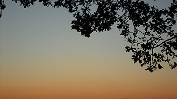 Sunset Tree, winter, sky, tree, sunset HD wallpaper